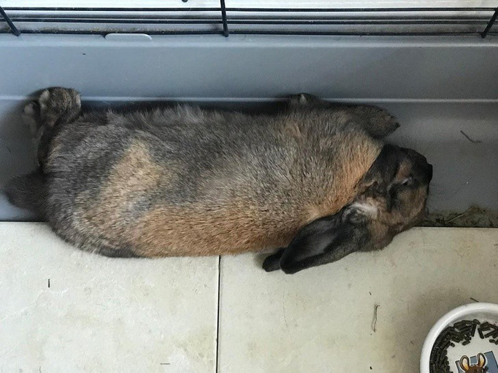 Ảnh: Những pha ngủ vùi hài hước 'khó đỡ' của thú cưng - 13