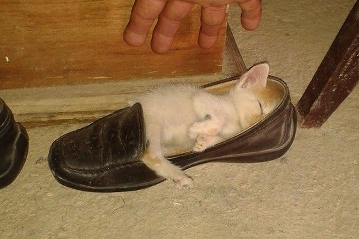 Ảnh: Những pha ngủ vùi hài hước 'khó đỡ' của thú cưng - 14