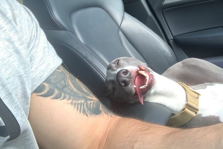 Ảnh: Những pha ngủ vùi hài hước 'khó đỡ' của thú cưng - 16