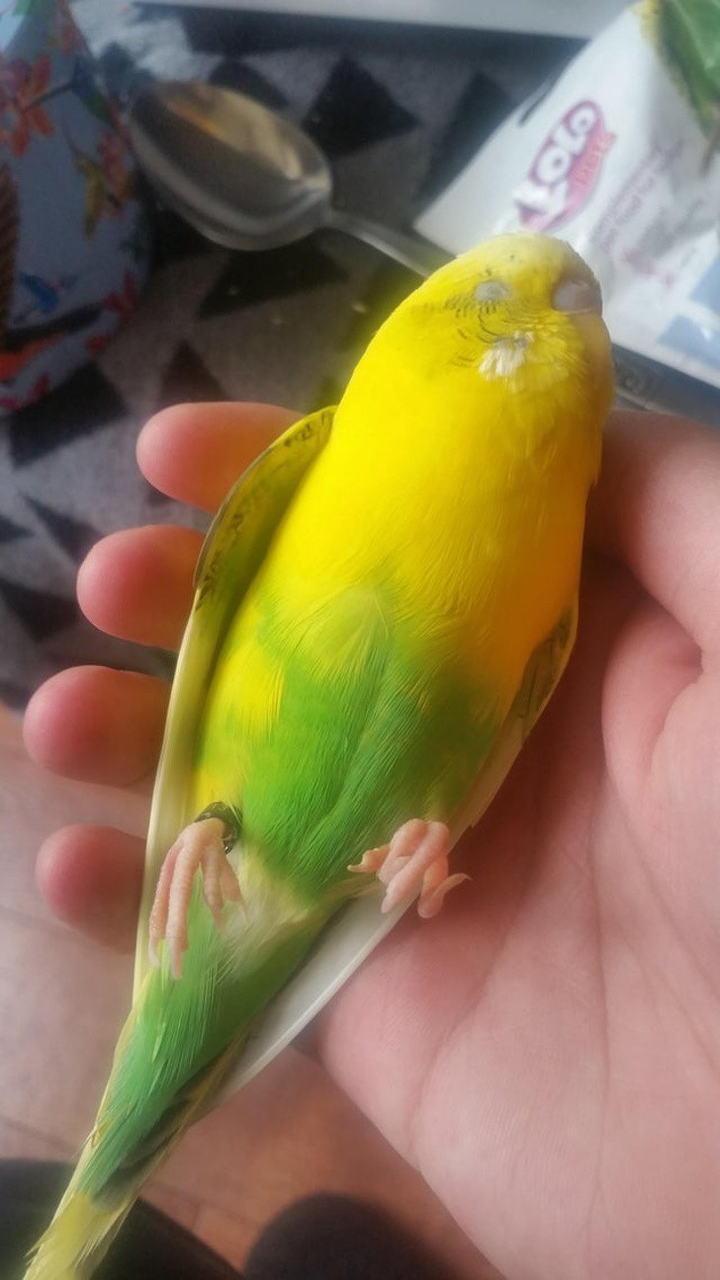 Ảnh: Những pha ngủ vùi hài hước 'khó đỡ' của thú cưng - 2