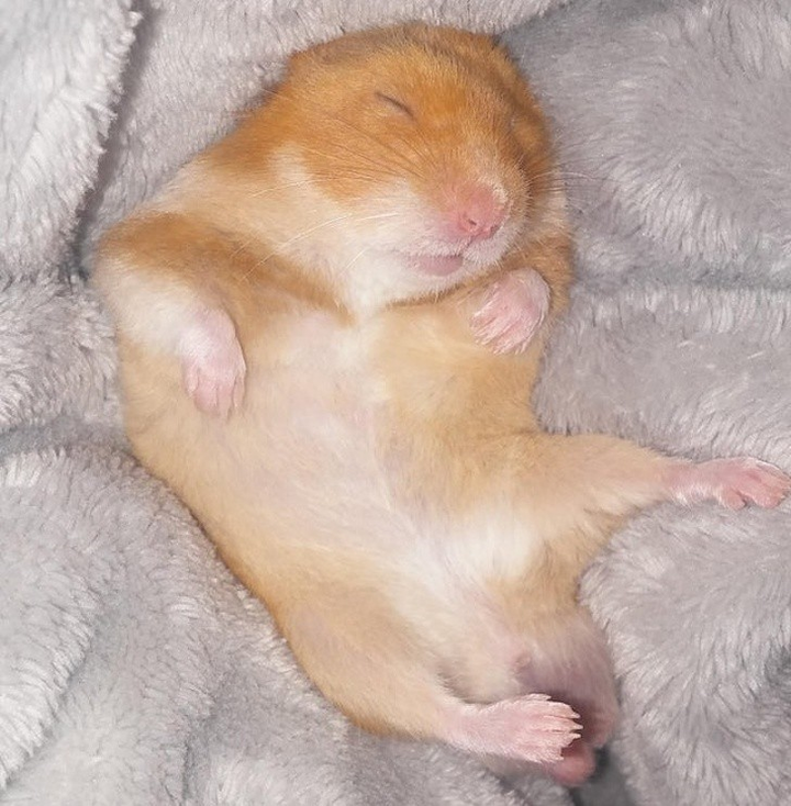 Ảnh: Những pha ngủ vùi hài hước 'khó đỡ' của thú cưng - 4