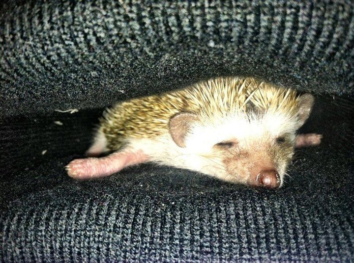 Ảnh: Những pha ngủ vùi hài hước 'khó đỡ' của thú cưng - 5