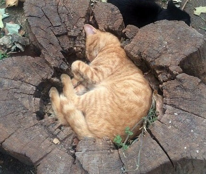 Ảnh: Những pha ngủ vùi hài hước 'khó đỡ' của thú cưng - 6