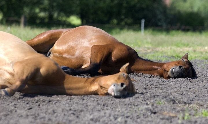 Ảnh: Những pha ngủ vùi hài hước 'khó đỡ' của thú cưng - 7