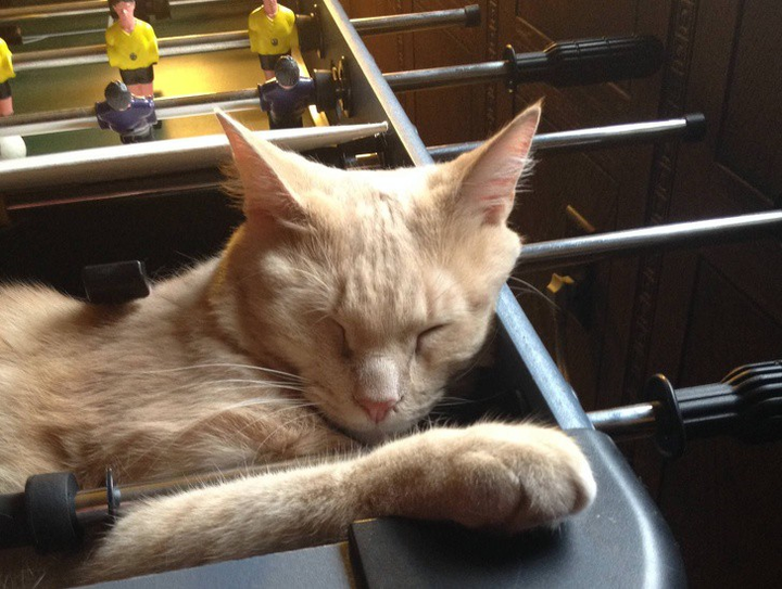 Ảnh: Những pha ngủ vùi hài hước 'khó đỡ' của thú cưng - 8