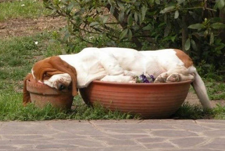 Ảnh: Những pha ngủ vùi hài hước 'khó đỡ' của thú cưng - 9