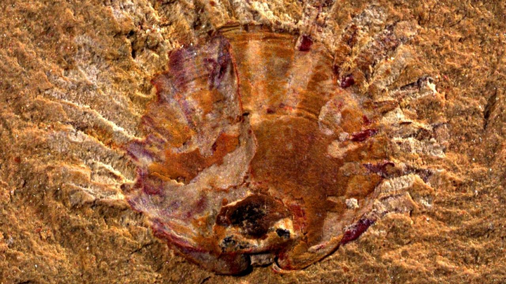 Tìm thấy ký sinh trùng trong hóa thạch 512 triệu năm tuổi - 1