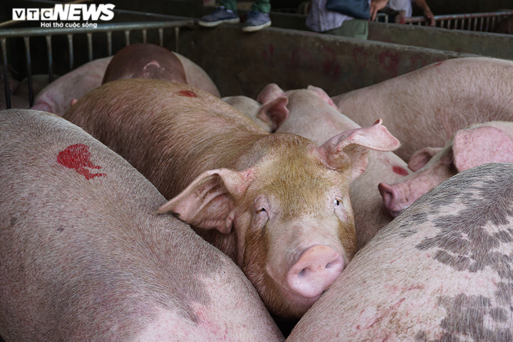 Lợn hơi giảm 'nhiệt', giá thịt tại chợ vẫn đứng yên - 2