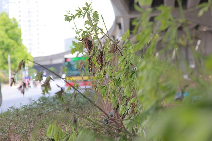 Ảnh: Dân Hà Nội ngột ngạt dưới nắng nóng gần 40 độ C - 10