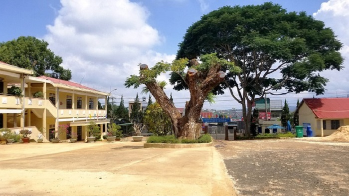 Dân mạng bức xúc 2 cây me cổ thụ bị đốn hạ, nhà trường lên tiếng giải thích - 2