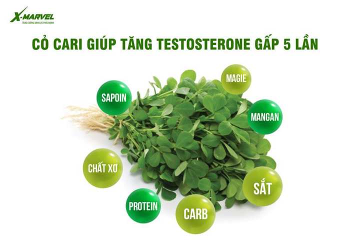 Cỏ cari – Thảo dược quý chữa bách bệnh về yếu sinh lý - 3
