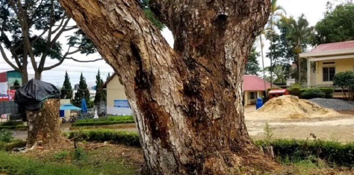 Dân mạng bức xúc 2 cây me cổ thụ bị đốn hạ, nhà trường lên tiếng giải thích - 3