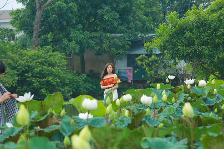 Có một đầm sen trắng đẹp lung linh ngoại thành Hà Nội, không đi tiếc cả mùa hè - 5