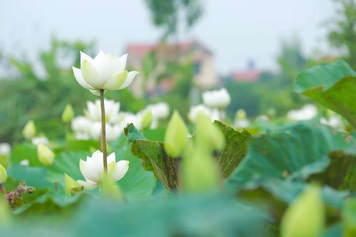 Có một đầm sen trắng đẹp lung linh ngoại thành Hà Nội, không đi tiếc cả mùa hè - 3