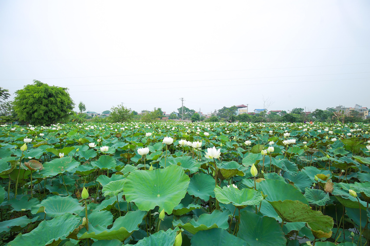 Có một đầm sen trắng đẹp lung linh ngoại thành Hà Nội, không đi tiếc cả mùa hè - 1