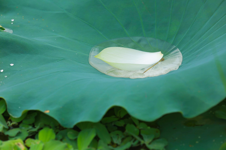 Có một đầm sen trắng đẹp lung linh ngoại thành Hà Nội, không đi tiếc cả mùa hè - 8