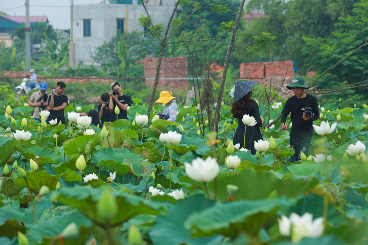 Có một đầm sen trắng đẹp lung linh ngoại thành Hà Nội, không đi tiếc cả mùa hè - 4