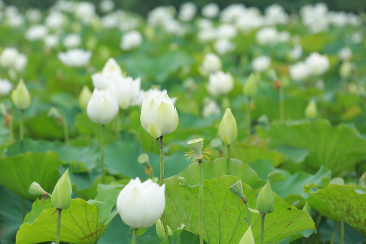 Có một đầm sen trắng đẹp lung linh ngoại thành Hà Nội, không đi tiếc cả mùa hè - 2