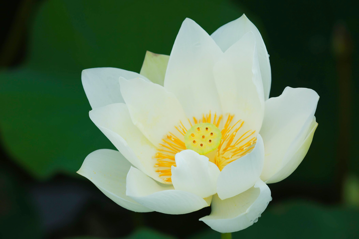 Có một đầm sen trắng đẹp lung linh ngoại thành Hà Nội, không đi tiếc cả mùa hè - 7