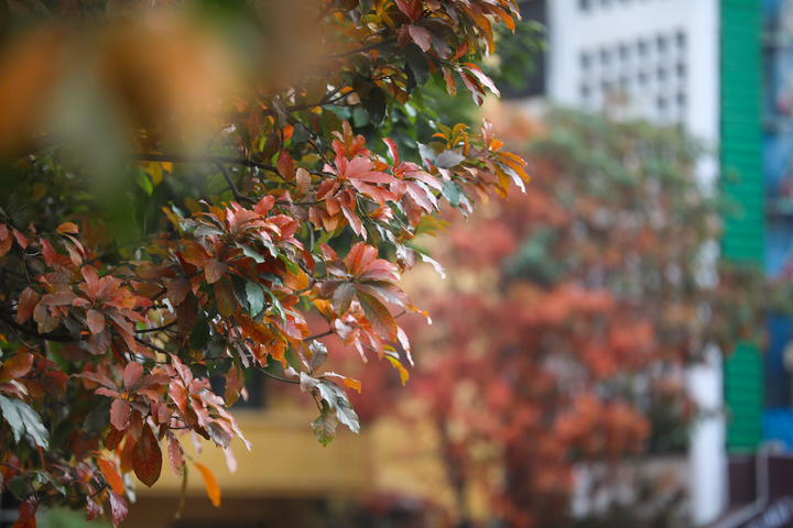 Hà Nội đẹp dịu dàng mùa thay lá - 5