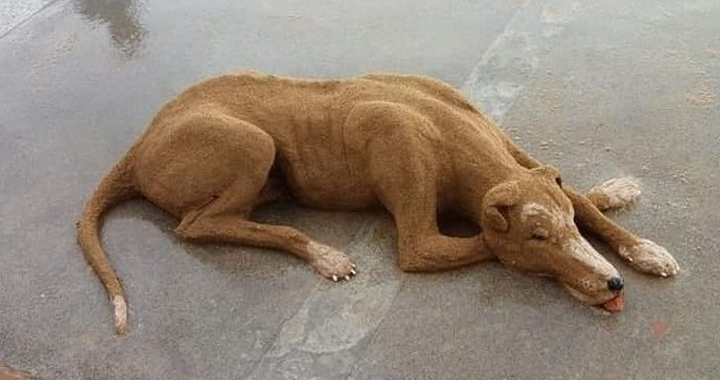 Khó tin những con vật khổng lồ sống động này lại chỉ là... cát - 9