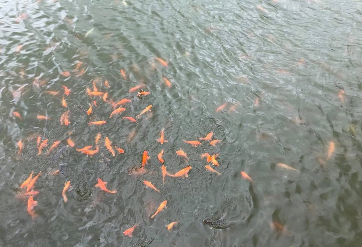 Ngỡ ngàng Đà Lạt lãng mạn giữa lòng thành phố trẻ Uông Bí - 6