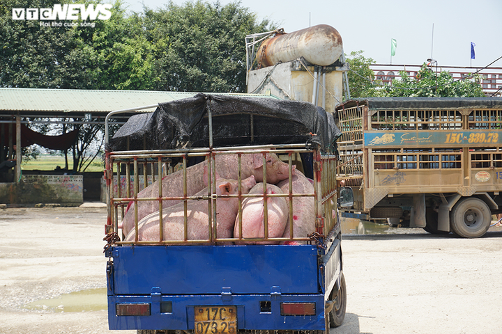 'Kêu gọi người dân ăn gà thay lợn là duy ý chí, không thực tế' - 2