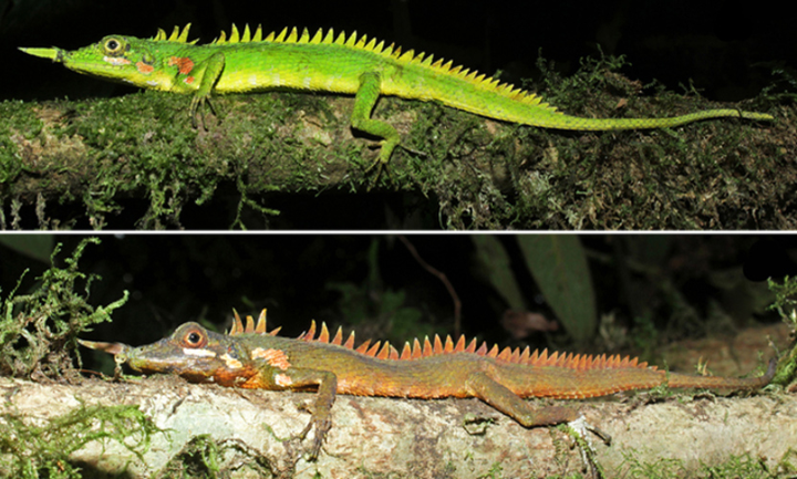 Mất tích 130 năm, nhông sừng mũi xuất hiện trở lại - 1