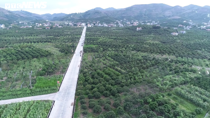 Nông dân Bắc Giang soi đèn thâu đêm thu hoạch vải thiều - 14