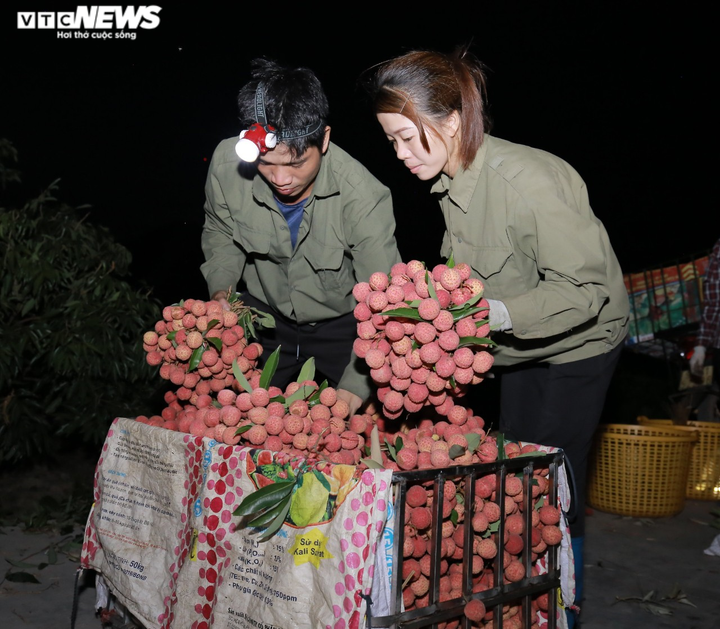 Nông dân Bắc Giang soi đèn thâu đêm thu hoạch vải thiều - 8