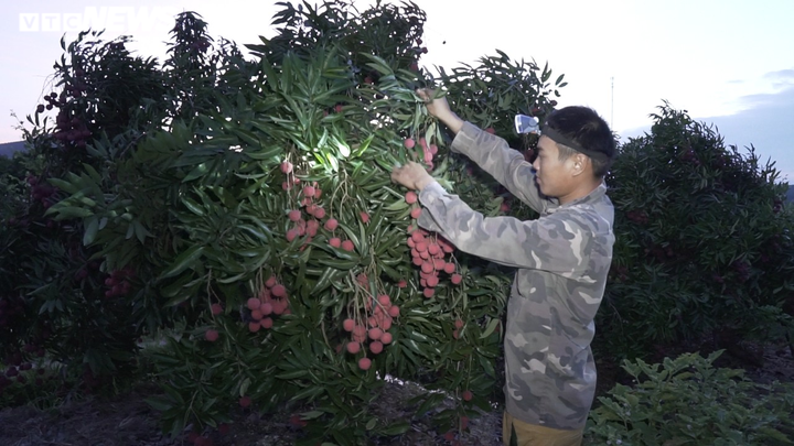 Nông dân Bắc Giang soi đèn thâu đêm thu hoạch vải thiều - 2
