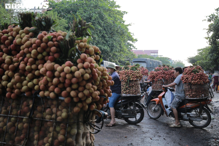 Nông dân Bắc Giang soi đèn thâu đêm thu hoạch vải thiều - 12