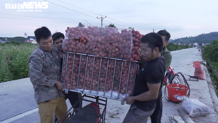 Nông dân Bắc Giang soi đèn thâu đêm thu hoạch vải thiều - 11