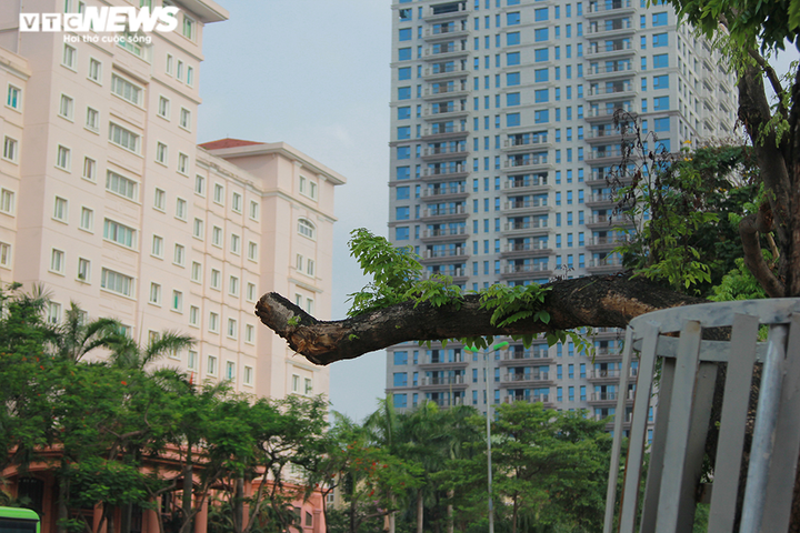 Những khung sắt bảo vệ hàng sưa đỏ trên phố Nguyễn Văn Huyên có gì đặc biệt? - 10