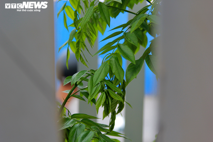 Những khung sắt bảo vệ hàng sưa đỏ trên phố Nguyễn Văn Huyên có gì đặc biệt? - 12