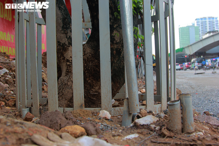 Những khung sắt bảo vệ hàng sưa đỏ trên phố Nguyễn Văn Huyên có gì đặc biệt? - 7