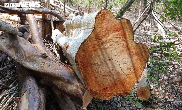 Cận cảnh cánh rừng cổ thụ bị lâm tặc đốn hạ ở Gia Lai - 4