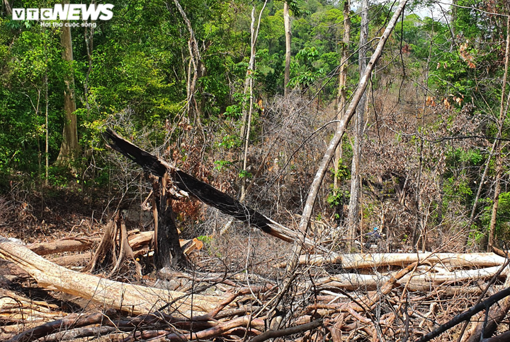 Cận cảnh cánh rừng cổ thụ bị lâm tặc đốn hạ ở Gia Lai - 10
