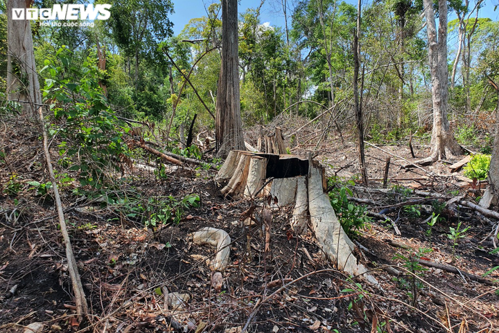 Cận cảnh cánh rừng cổ thụ bị lâm tặc đốn hạ ở Gia Lai - 2