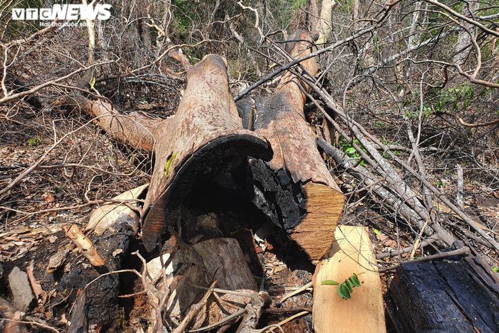 Cận cảnh cánh rừng cổ thụ bị lâm tặc đốn hạ ở Gia Lai - 7