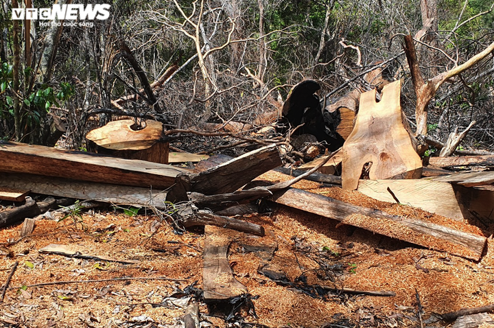 Cận cảnh cánh rừng cổ thụ bị lâm tặc đốn hạ ở Gia Lai - 6