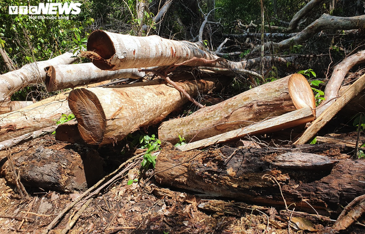 Cận cảnh cánh rừng cổ thụ bị lâm tặc đốn hạ ở Gia Lai - 8