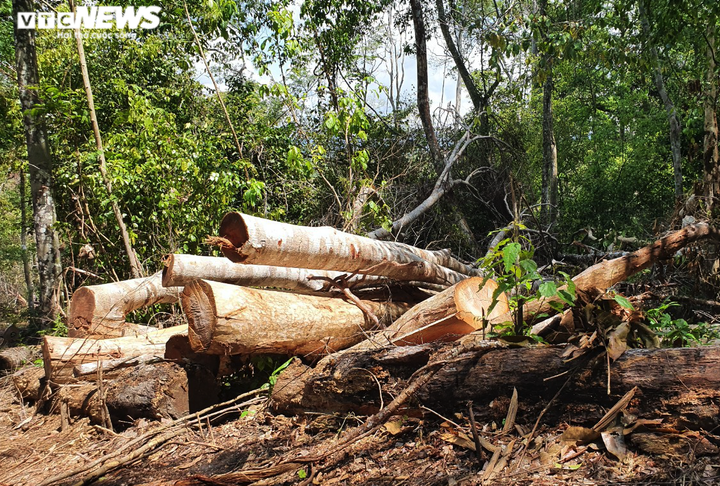 Cận cảnh cánh rừng cổ thụ bị lâm tặc đốn hạ ở Gia Lai - 1