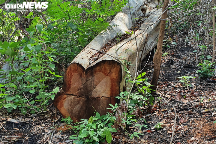 Cận cảnh cánh rừng cổ thụ bị lâm tặc đốn hạ ở Gia Lai - 3