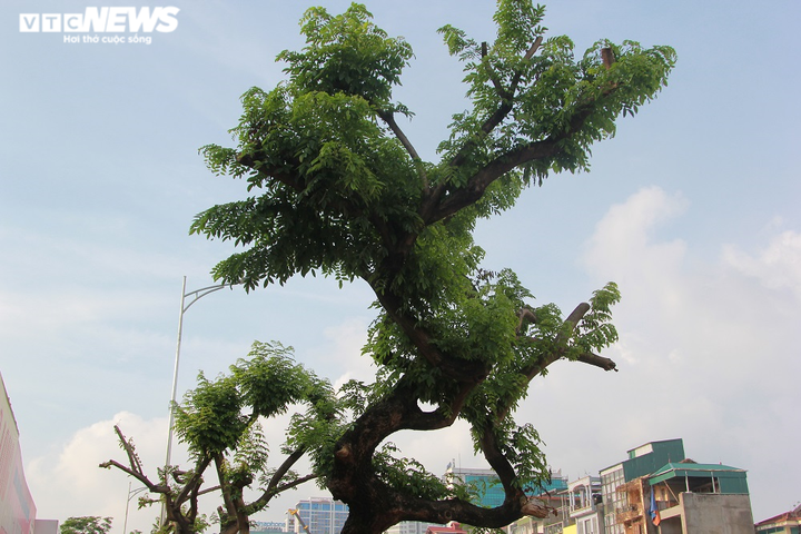 Những khung sắt bảo vệ hàng sưa đỏ trên phố Nguyễn Văn Huyên có gì đặc biệt? - 11