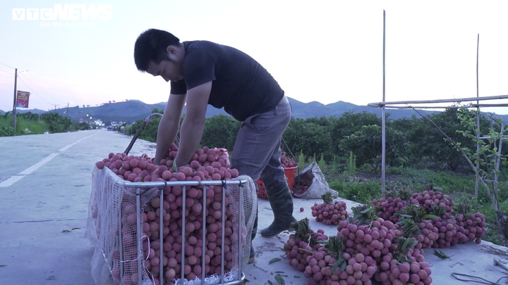 Nông dân Bắc Giang soi đèn thâu đêm thu hoạch vải thiều - 10