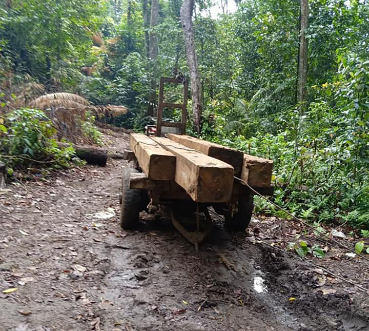 Công an mật phục bắt quả tang nhóm lâm tặc phá rừng nguyên sinh - 2