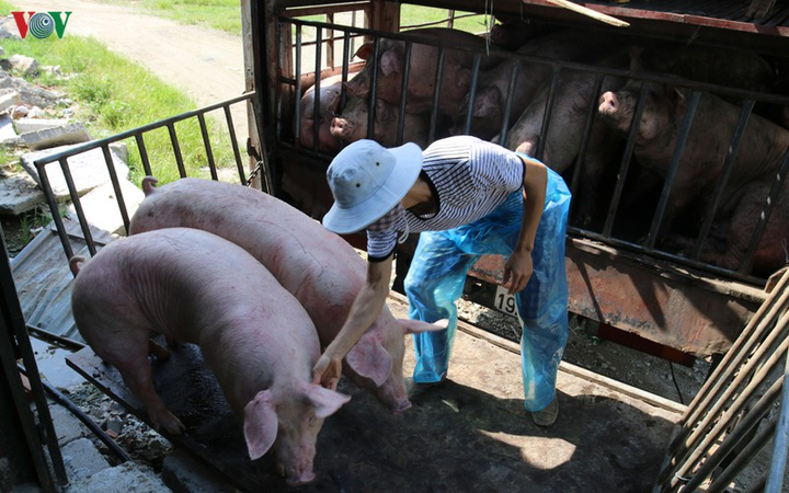 Cận cảnh chợ lợn lớn nhất miền Bắc đìu hiu, ế ẩm khi giá tăng 'sốc' - 11