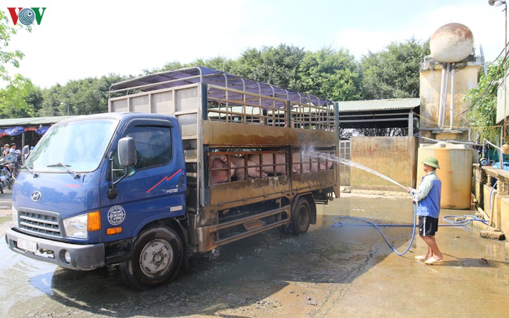 Cận cảnh chợ lợn lớn nhất miền Bắc đìu hiu, ế ẩm khi giá tăng 'sốc' - 12