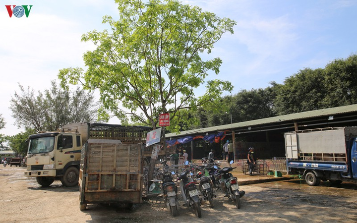 Cận cảnh chợ lợn lớn nhất miền Bắc đìu hiu, ế ẩm khi giá tăng 'sốc' - 17